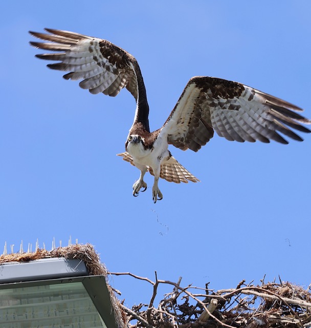 Photos of the Week: Looking at La Jolla through our readers’ eyes – San Diego Union-Tribune