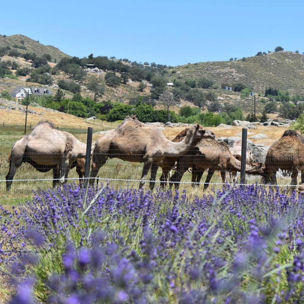 Ramona News Briefs: Camel Valley Lavender Farm open through July – San Diego Union-Tribune