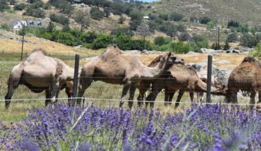 Ramona News Briefs: Camel Valley Lavender Farm open through July – San Diego Union-Tribune
