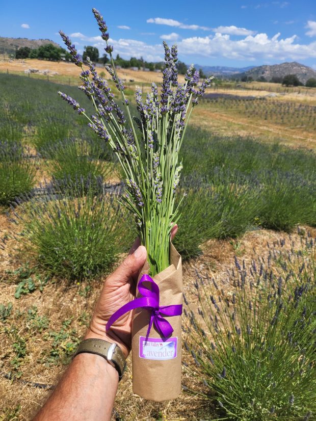 A lavender bouquet, from plants grown at Camel Valley Lavender Farm. (Gil Reigler)