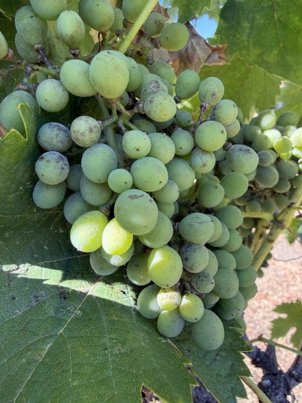 Before the tiered winery ordinance, many local wineries used the buildings they already had on their properties for wine processing. San Diego County now requires those buildings to be built to commercial code, requiring extensive renovations. (Regina Elling)