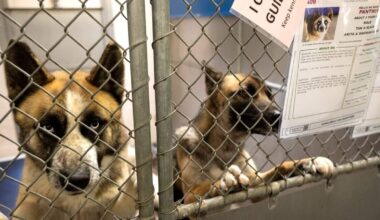 Adoption fees waived at Sacramento’s Front Street Shelter