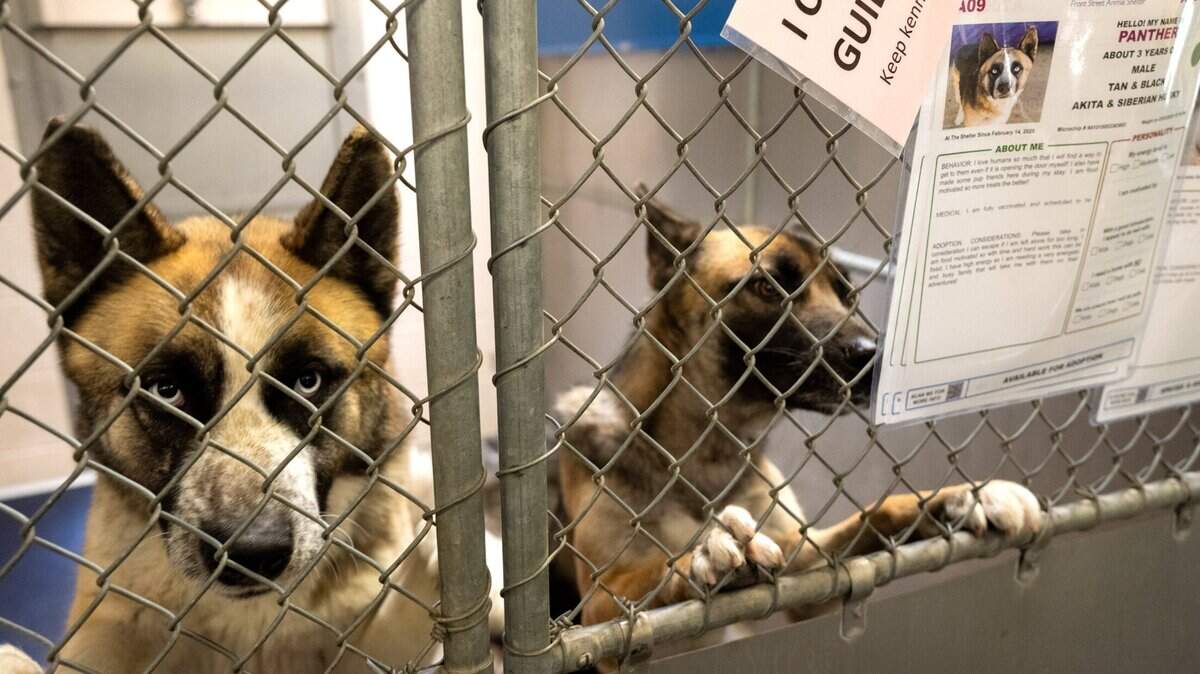 Adoption fees waived at Sacramento’s Front Street Shelter