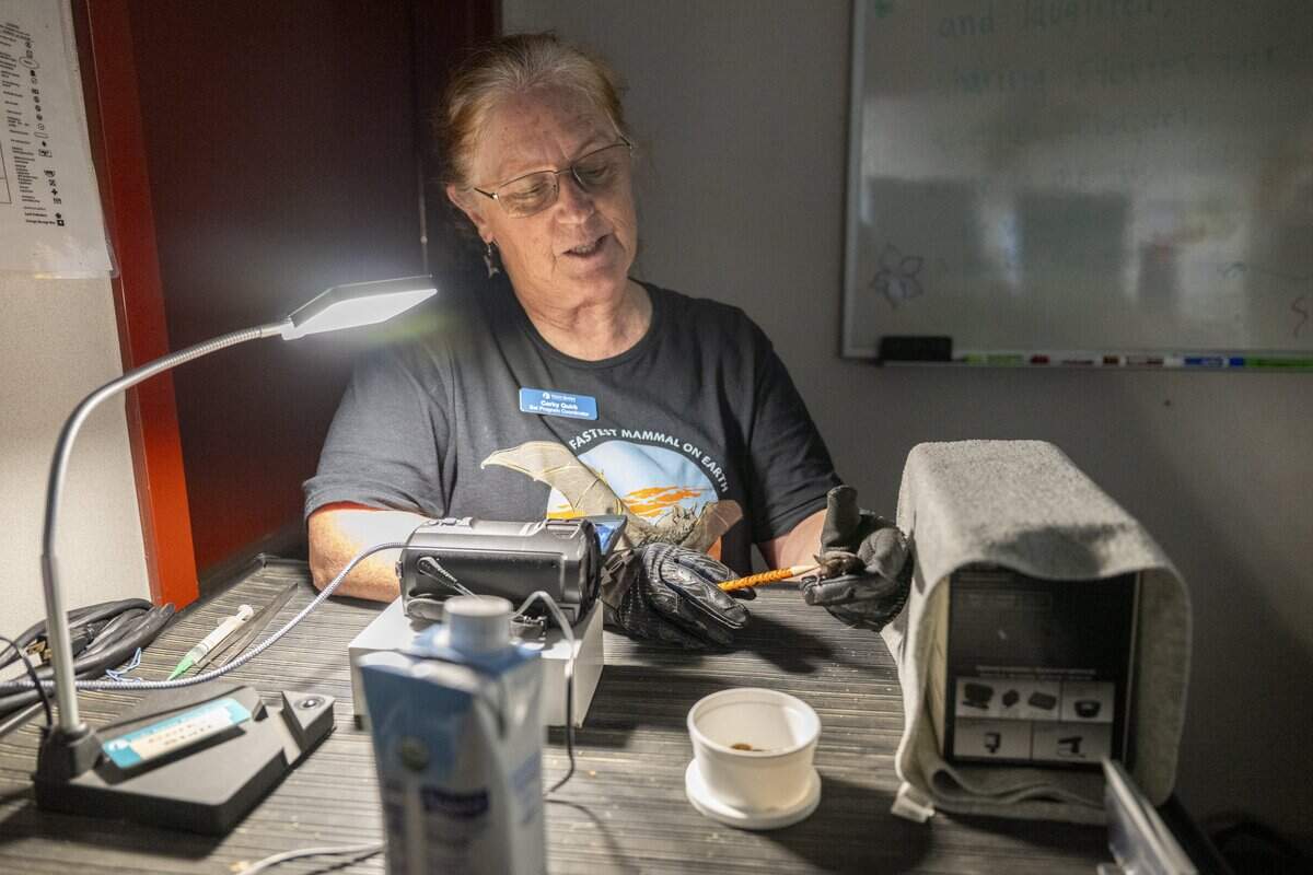 Corky Quirk, the Yolo Basin Foundation’s bat program coordinator, holds a Mexican free-tailed bat while pointing out its anatomy and adaptations in the presentation room near Davis on Monday, Aug. 4, 2025. The demonstration helps participants better understand the species before watching the bats fly out from the Yolo Causeway.