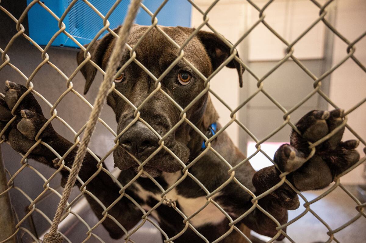 American Pit Bull Terrier peers out of kennel fencing at Front Street Animal Shelter in Sacramento on June 13, 2024.