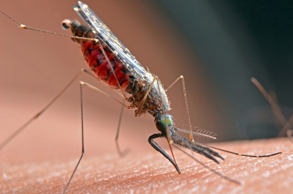 California’s first human case of West Nile Virus this summer reported in Long Beach – Orange County Register