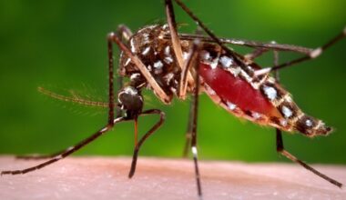 Santa Clara County approves fees to fight disease and invasive mosquitoes