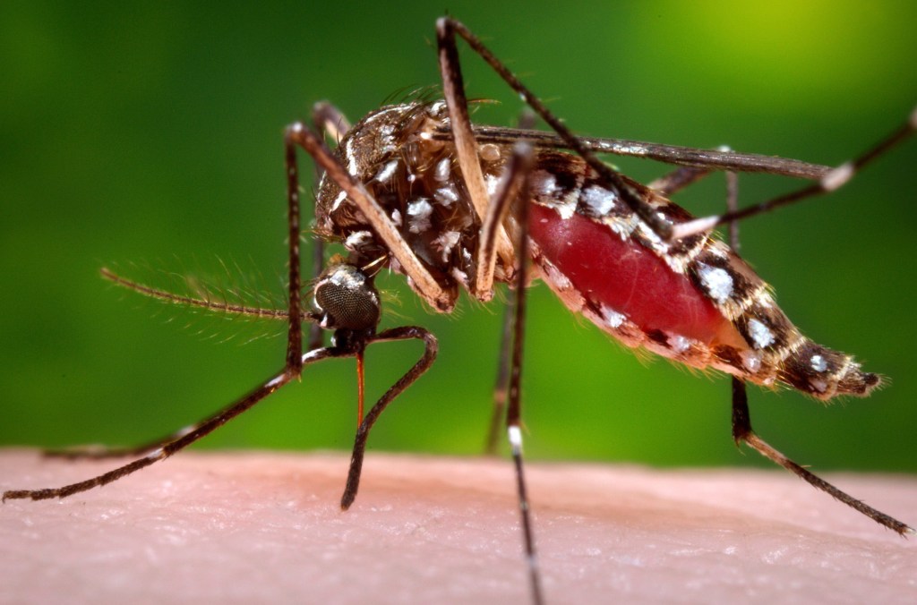 Santa Clara County approves fees to fight disease and invasive mosquitoes
