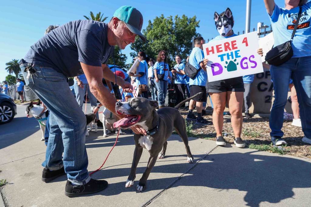 San Jose animal shelter photo ban sparks protest over fired volunteers – The Mercury News
