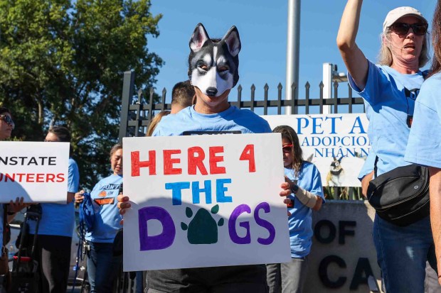 Natalie Wade, a volunteer at San José Animal Care & Services since 2022, joins animal welfare advocates, volunteers, and community members protesting outside the shelter in San Jose, Calif., on Wednesday, June 17, 2026. Organizers said the demonstration was held to protest the shelter's current leadership, which they allege has created a hostile environment for volunteers and local rescue partners. (Ray Chavez/Bay Area News Group)