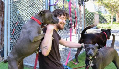 Dogs sent to Miranda’s Rescue return to Bay Area shelters as investigation continues – East Bay Times