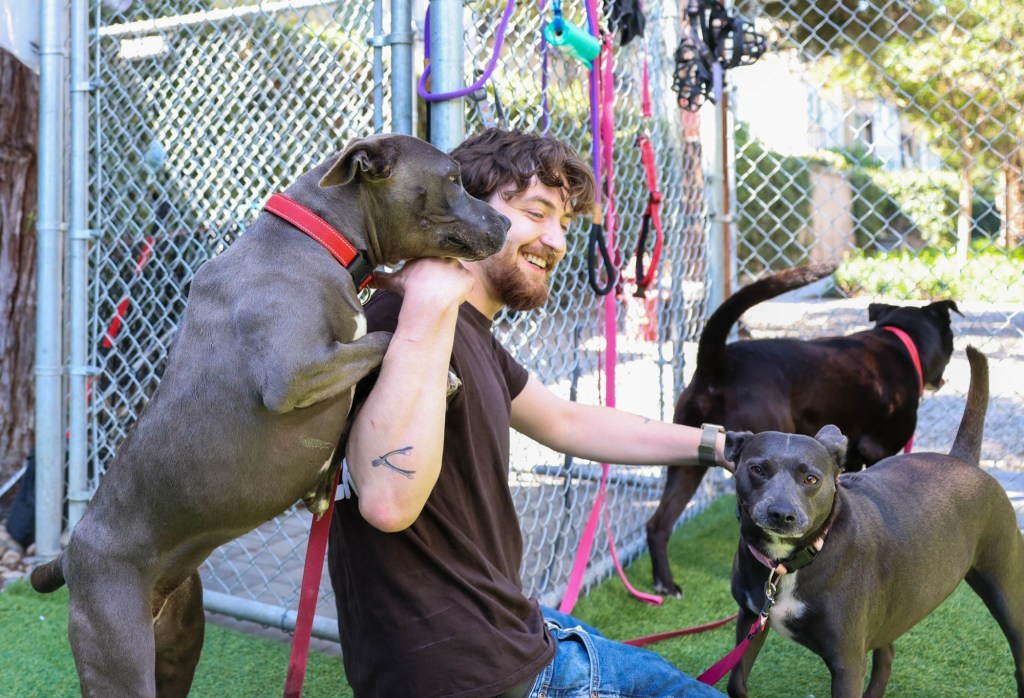 Dogs sent to Miranda’s Rescue return to Bay Area shelters as investigation continues – East Bay Times