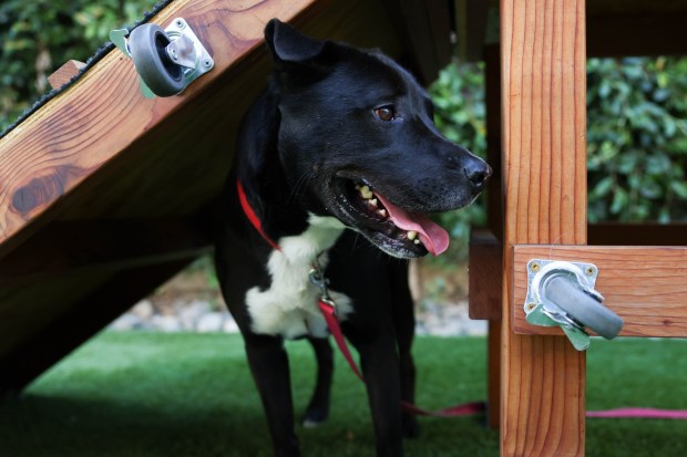 Chipmunk, 4, Labrador mix, plays at San Jose Animal Care Services in San Jose, Calif., on Wednesday, June 17, 2026. Chipmunk was taken back by SJACS from Miranda's Rescue in Fortuna, which has been allegedly shooting some dogs in its care. (Shae Hammond/Bay Area News Group)