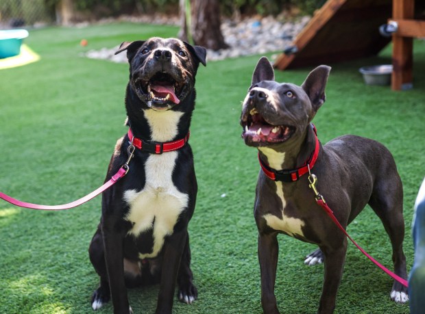 Chipmunk, 4, Labrador mix, and Jaqueline, 2, pit bull, play and eat treats at San Jose Animal Care Services in San Jose, Calif., on Wednesday, June 17, 2026. Chipmunk and Jaqueline were taken back by SJACS from Miranda's Rescue in Fortuna, which has been allegedly shooting some dogs in its care. (Shae Hammond/Bay Area News Group)