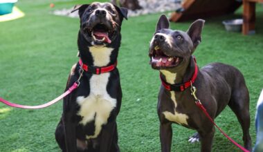 Back in the Bay Area, canines once sent to Miranda’s Rescue seek new homes – The Mercury News