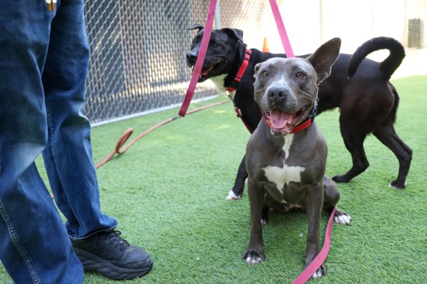 Chipmunk, 4, Labrador mix, back, and Jaqueline, 2, pit bull, front, play at San Jose Animal Care Services in San Jose, Calif., on Wednesday, June 17, 2026. Chipmunk and Jaqueline were taken back by SJACS from Miranda's Rescue in Fortuna, which has been allegedly shooting some dogs in its care. (Shae Hammond/Bay Area News Group)