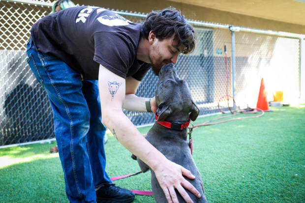 Edward Robinson, a coordinator at SJACS, plays with Jaqueline, 2, pit bull, at San Jose Animal Care Services in San Jose, Calif., on Wednesday, June 17, 2026. Jaqueline was taken back by SJACS from Miranda's Rescue in Fortuna, which has been allegedly shooting some dogs in its care. (Shae Hammond/Bay Area News Group)