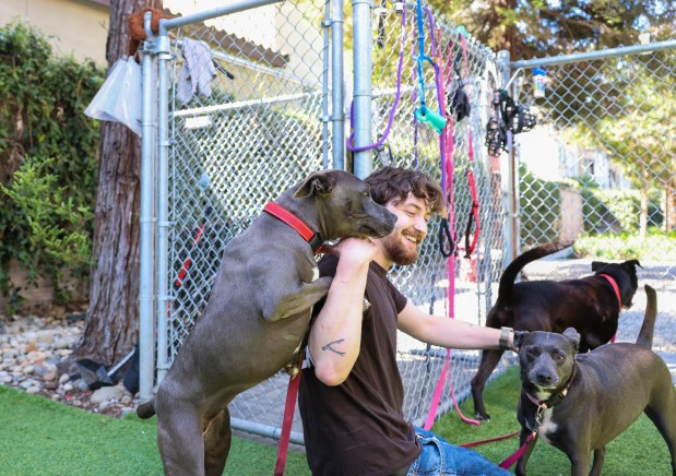 Edward Robinson, a coordinator at SJACS, plays with Jaqueline, 2, pit bull, right, and Cootie, 3, pit bull mix, at San Jose Animal Care Services in San Jose, Calif., on Wednesday, June 17, 2026. Jaqueline was taken back by SJACS from Miranda's Rescue in Fortuna, which has been allegedly shooting some dogs in its care. (Shae Hammond/Bay Area News Group)