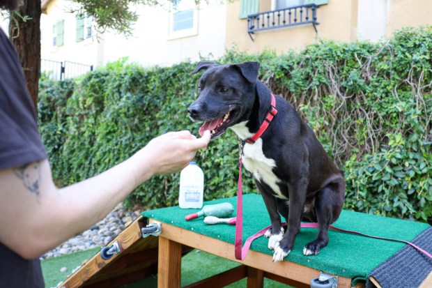 Chipmunk, 4, Labrador mix, eats treats at San Jose Animal Care Services in San Jose, Calif., on Wednesday, June 17, 2026. Chipmunk was taken back by SJACS from Miranda's Rescue in Fortuna, which has been allegedly shooting some dogs in its care. (Shae Hammond/Bay Area News Group)