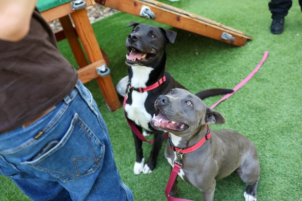 Chipmunk, 4, Labrador mix, left, and Jaqueline, 2, pit bull, right, play and eat treats at San Jose Animal Care Services in San Jose, Calif., on Wednesday, June 17, 2026. Chipmunk and Jaqueline were taken back by SJACS from Miranda's Rescue in Fortuna, which has been allegedly shooting some dogs in its care. (Shae Hammond/Bay Area News Group)