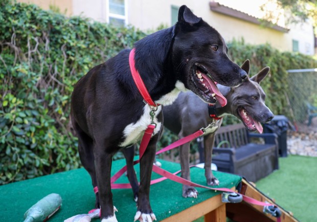 Chipmunk, 4, Labrador mix, left, and Jaqueline, 2, pit bull, right, play and eat treats at San Jose Animal Care Services in San Jose, Calif., on Wednesday, June 17, 2026. Chipmunk and Jaqueline were taken back by SJACS from Miranda's Rescue in Fortuna, which has been allegedly shooting some dogs in its care. (Shae Hammond/Bay Area News Group)