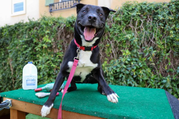 Chipmunk, 4, Labrador mix, plays at San Jose Animal Care Services in San Jose, Calif., on Wednesday, June 17, 2026. Chipmunk was taken back by SJACS from Miranda's Rescue in Fortuna, which has been allegedly shooting some dogs in its care. (Shae Hammond/Bay Area News Group)
