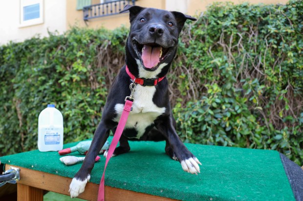 Chipmunk, 4, Labrador mix, plays at San Jose Animal Care Services in San Jose, Calif., on Wednesday, June 17, 2026. Chipmunk was taken back by SJACS from Miranda's Rescue in Fortuna, which has been allegedly shooting some dogs in its care. (Shae Hammond/Bay Area News Group)