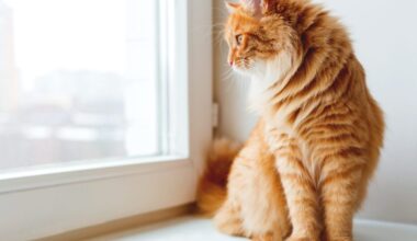 East Bay pets of the week for June 26