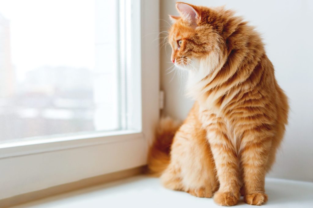 East Bay pets of the week for June 26