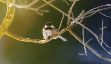 What do Orinda brown birds find so attractive in spiderwebs?
