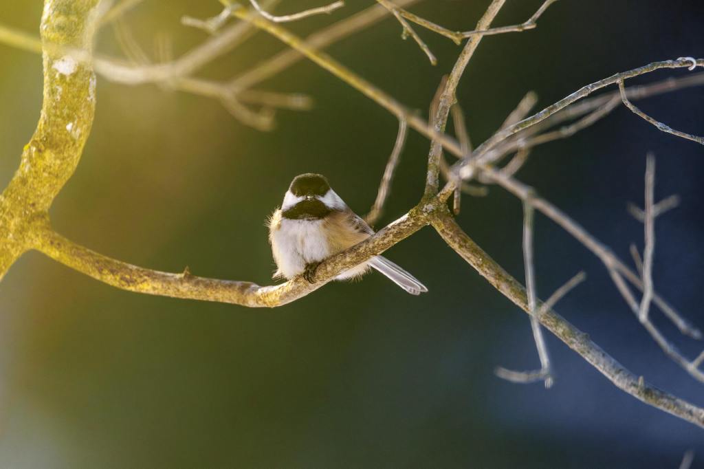 What do Orinda brown birds find so attractive in spiderwebs?