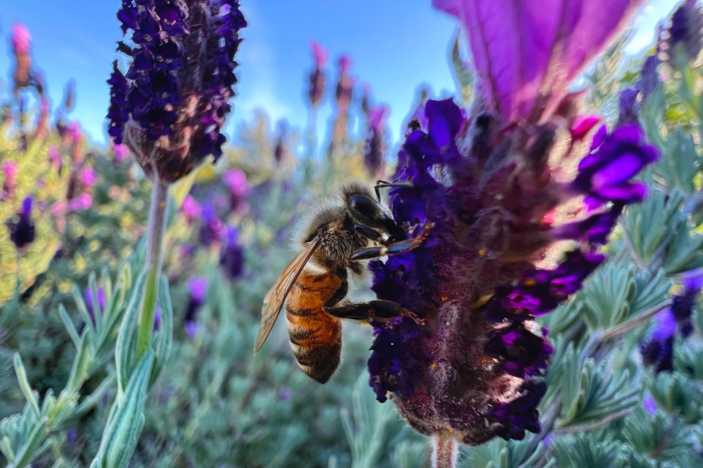 Are dead bees on Oakland porch a sign of ‘zombee’ apocalypse?