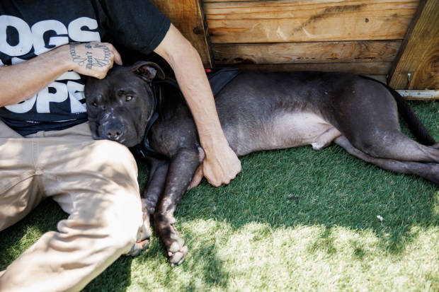 Oliver rests on Dan Martinez's lap during an interview Monday, June 1, 2026, in San Jose, Calif. Oliver, an estimated 4-year-old pit bull sent to Miranda's Rescue earlier this year, was retrieved by Martinez after allegations emerged that the organization was killing dogs in its care. (Dai Sugano/Bay Area News Group)