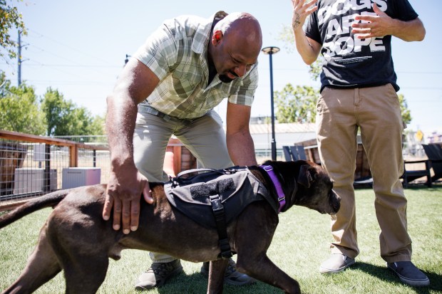 Kevin Johnson, who took Oliver on weekly adventures during his stay at a San Jose animal shelter in 2025, pets Oliver during an interview Monday, June 1, 2026, in San Jose, Calif. Oliver, an estimated 4-year-old pit bull sent to Miranda's Rescue earlier this year, was retrieved by Dan Martinez after allegations emerged that the organization was killing dogs in its care. (Dai Sugano/Bay Area News Group)