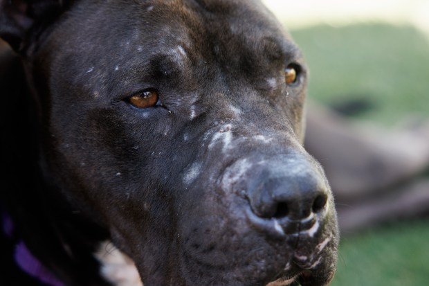 Oliver, an estimated 4-year-old pit bull sent to Miranda's Rescue earlier this year, was retrieved by Dan Martinez after allegations emerged that the organization was killing dogs in its care. Photographed on Monday June 1, 2026, in San Jose, Calif. (Dai Sugano/Bay Area News Group)