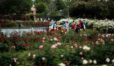 It’s a perfect weekend for al fresco entertainment in San Jose – The Mercury News