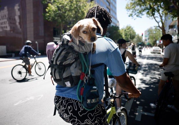 Frizzle, a 1-year-old mix, rides with Jamari Ducre south on South Market Street during Viva CalleSJ's "Greetings from San Jose" in downtown San Jose, Calif., on Sunday, June 14, 2026. (Nhat V. Meyer/Bay Area News Group)