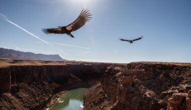 California’s endangered condors have a surprising new foe