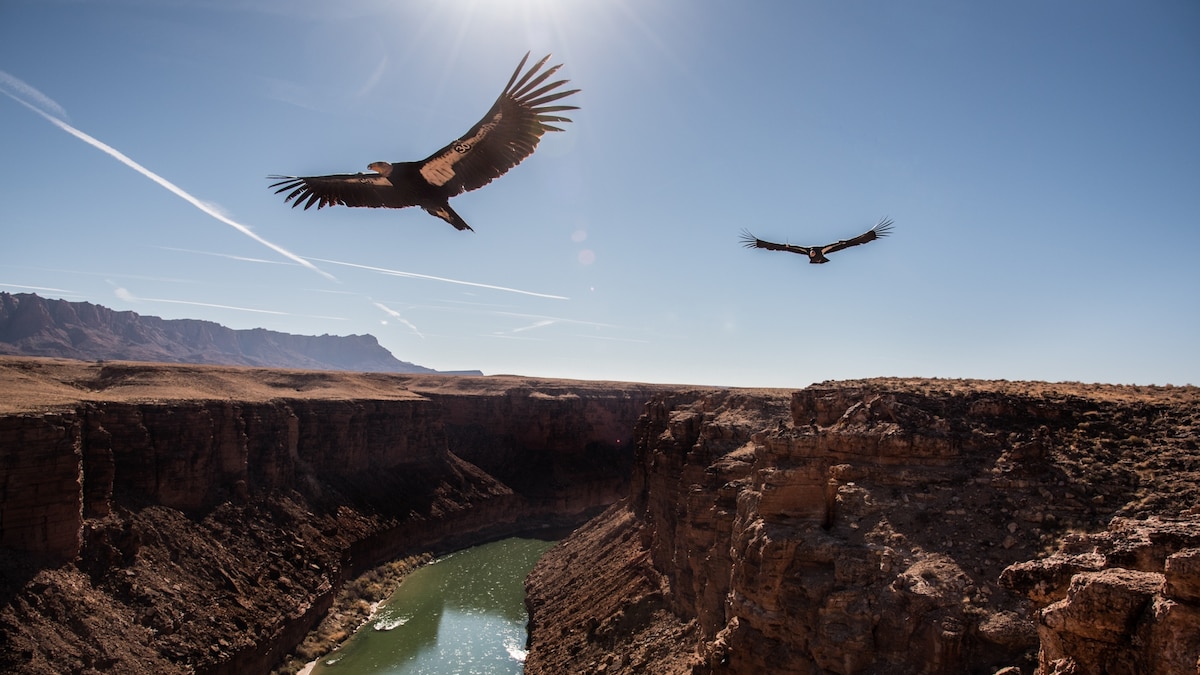 California’s endangered condors have a surprising new foe