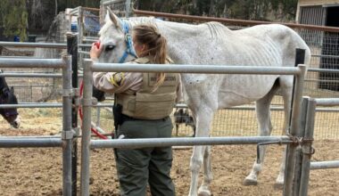 Several animals seized from property near Rancho Santa Fe
