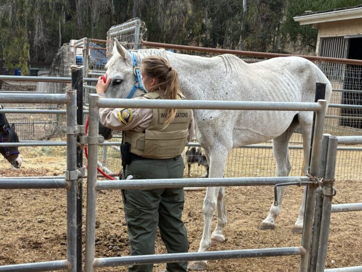 Several animals seized from property near Rancho Santa Fe