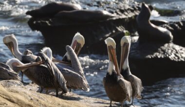 La Jolla Cove should be primarily for people – San Diego Union-Tribune