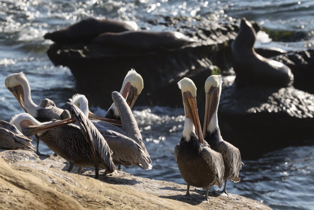 La Jolla Cove should be primarily for people – San Diego Union-Tribune