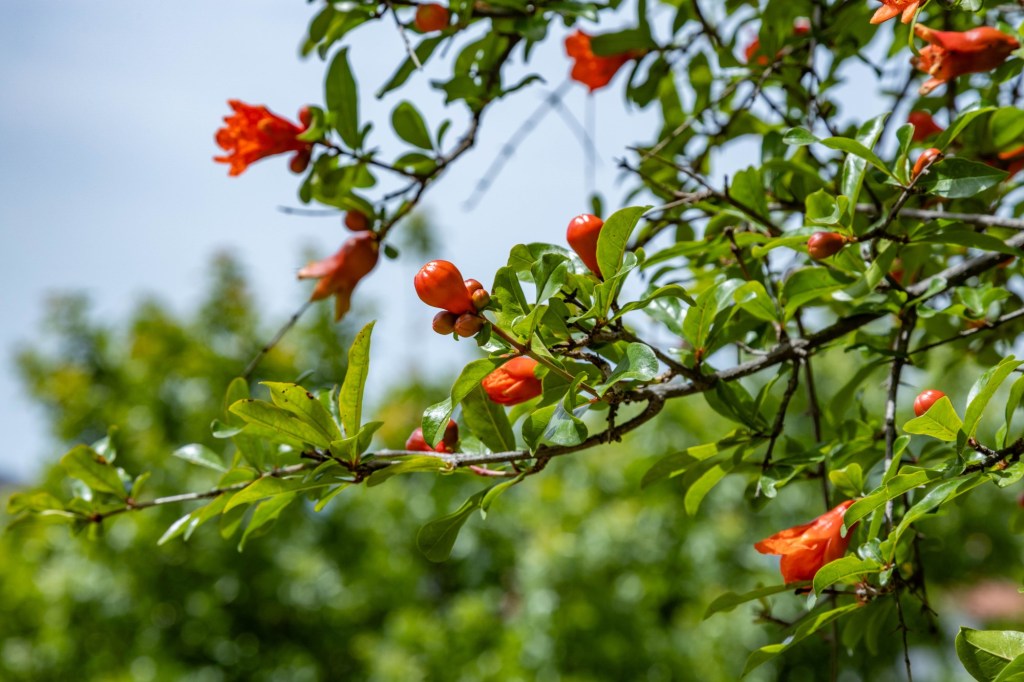 June in the Garden: Water wisely as prime vegetable growing ramps up – San Diego Union-Tribune