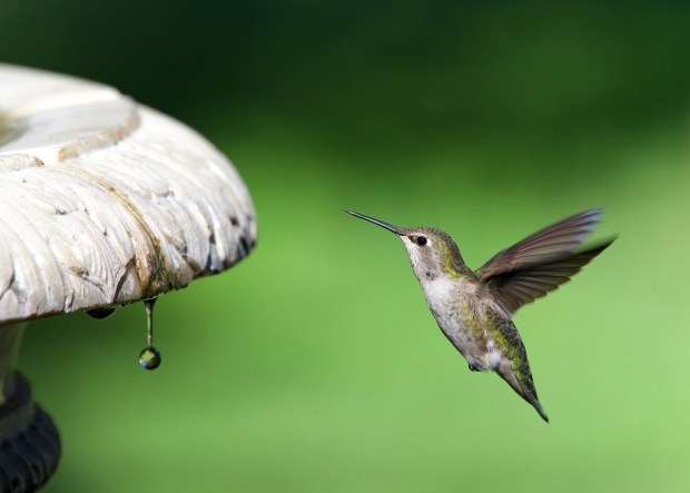 Water supply is also crucial for wildlife in your garden, like this Anna's hummingbird. (Adobe Stock)