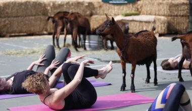 Sugar Sweet Farm in Encinitas gains permission for paid goat yoga classes – San Diego Union-Tribune