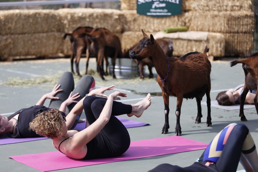 Sugar Sweet Farm in Encinitas gains permission for paid goat yoga classes – San Diego Union-Tribune