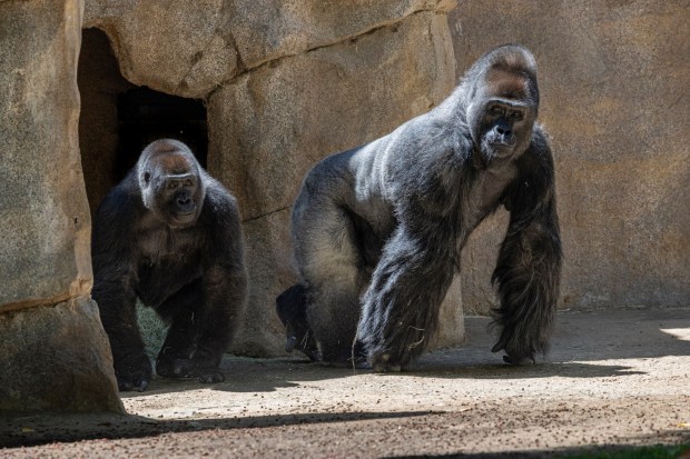 Zoo officials are working to find a suitable gorilla troop leader for the San Diego Zoo Safari Park after the recent death of silverback gorilla Paul Donn, on the right. (San Diego Zoo Wildlife Alliance)