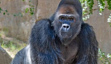 Search underway to replace Safari Park gorilla that died unexpectedly in May – San Diego Union-Tribune