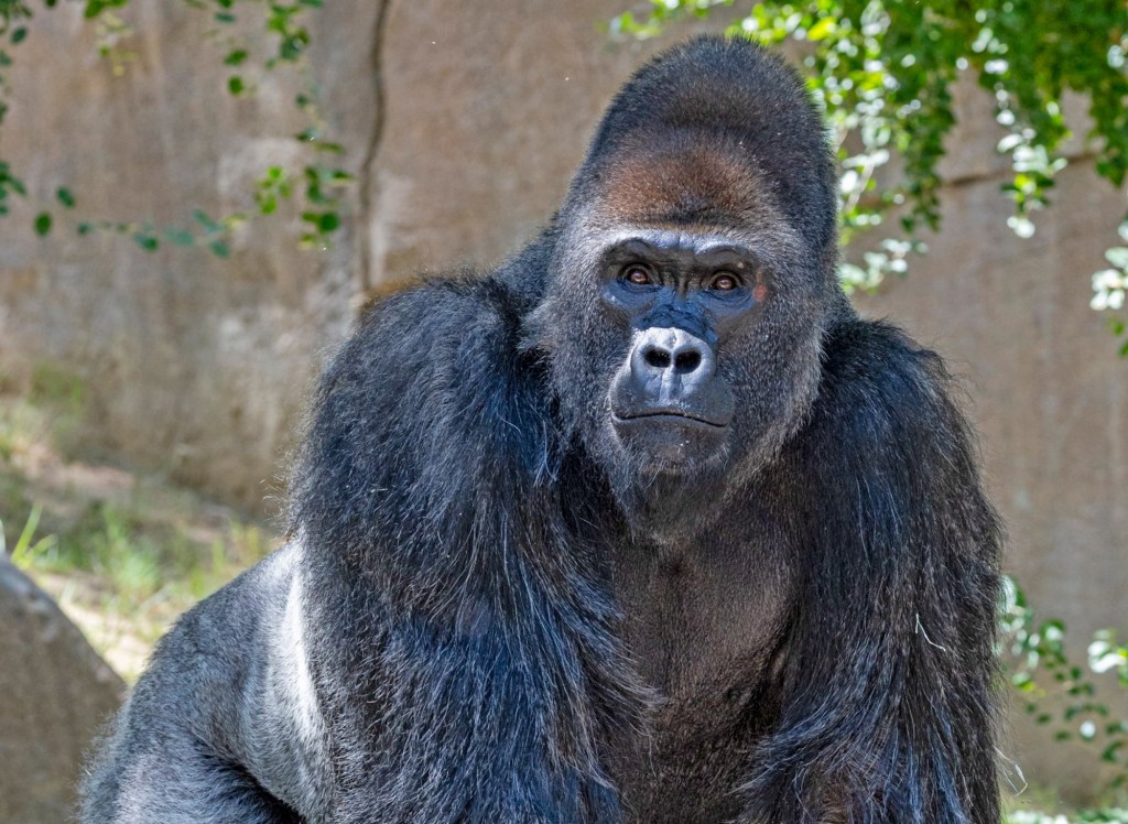 Search underway to replace Safari Park gorilla that died unexpectedly in May – San Diego Union-Tribune